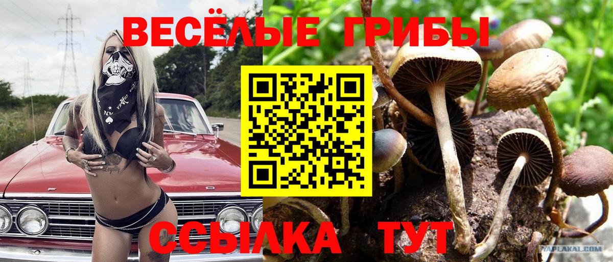 Псилоцибиновые грибы Psilocybe Ачхой-Мартан